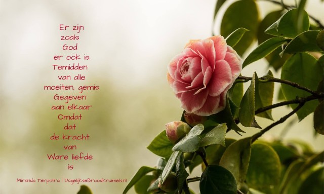 De Kracht van Ware Liefde (Miranda Terpstra)