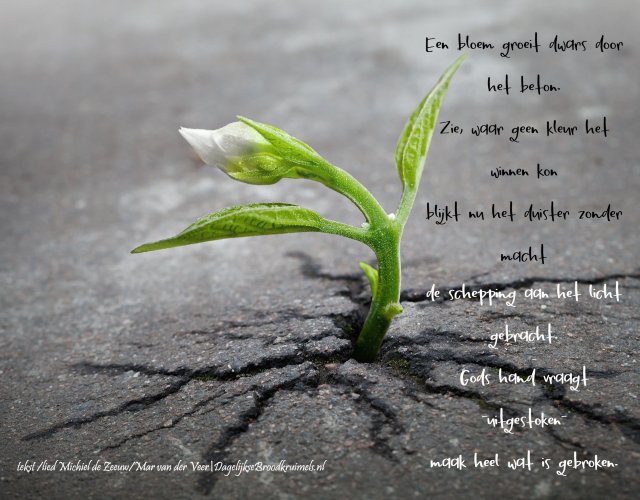 Een bloem groeit dwars....